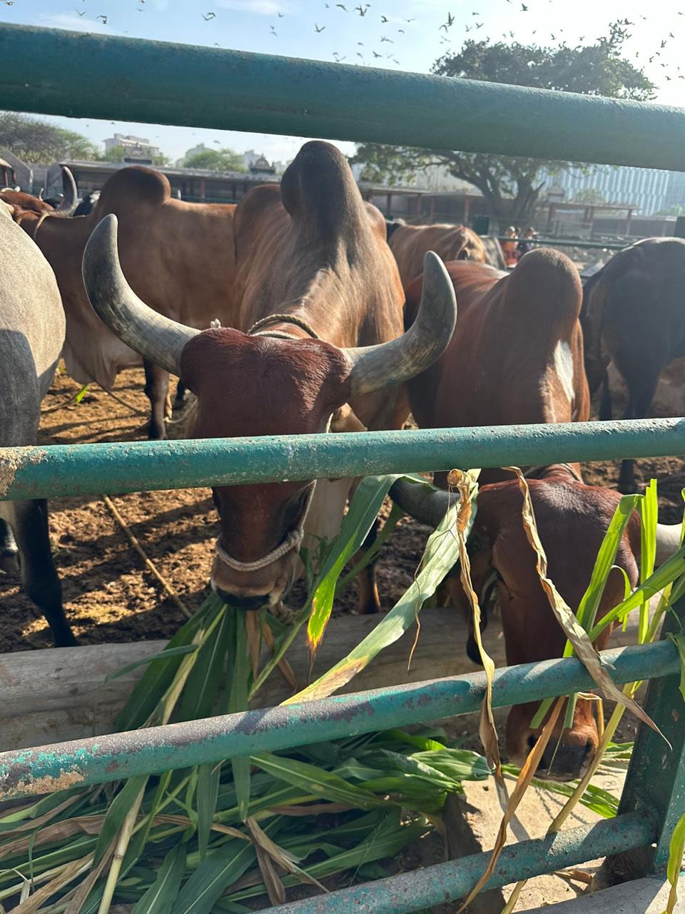 Close-up of cow eating fodder